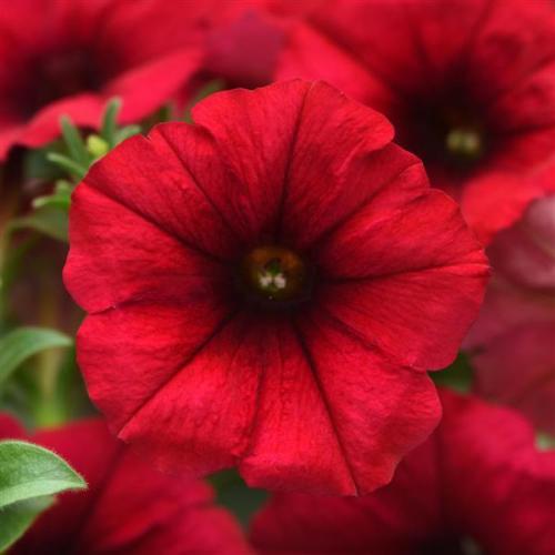Petunia, Headliner Crimson - New Variety