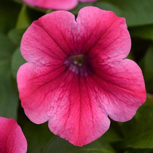 Petunia, Headliner Lipstick