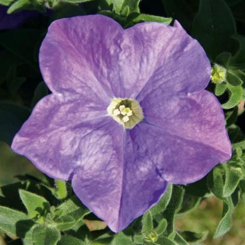 Petunia, Headliner Sky Blue