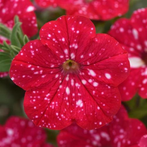 Petunia, Headliner Strawberry Sky