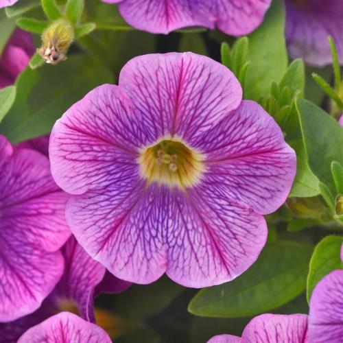 Petunia. Purple Fantasy - New Variety