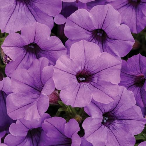 Petunia, ST Mini Vista® Indigo - Proven Winner