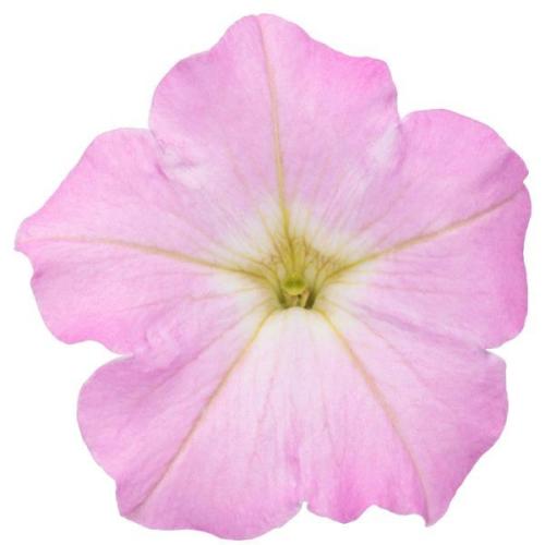 Petunia, Supertunia Mini Vista® Pink Cloud - Proven Winner - New Variety