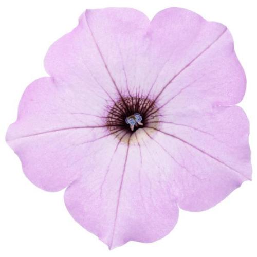 Petunia, Supertunia Vista® Cool Jazz™ - Proven Winner - New Variety