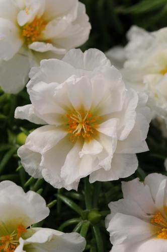 Portulaca, Happy Hour Coconut