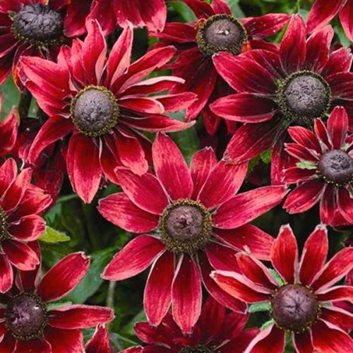 Rudbeckia, Cherry Brandy