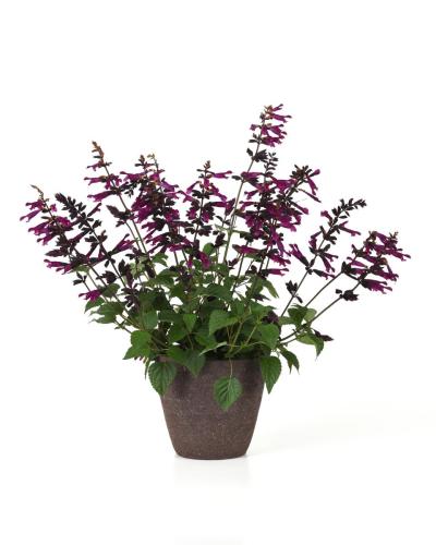 Salvia, Plum Crazy