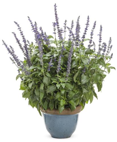 Salvia, Rockin Playin the Blues