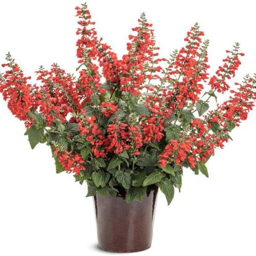Salvia, Unplugged Red