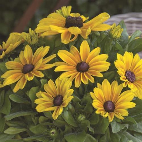 Sunbeckia, Maya