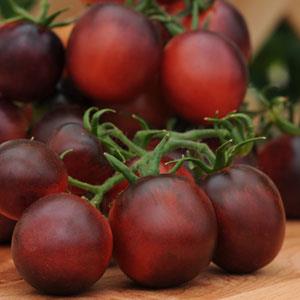 Tomato, Indigo Ruby