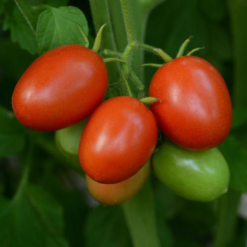 Tomato, Little Napoli
