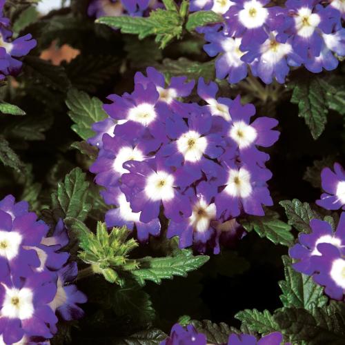 Verbena, Obsession Blue with Eye