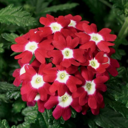 Verbena, Obsession Red with Eye