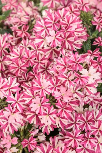 Verbena, Superbena® Cherryburst - Proven Winner