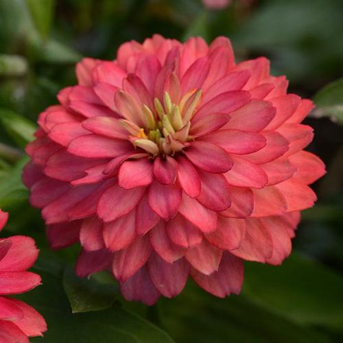 Zinnia, Zahara Double Salmon