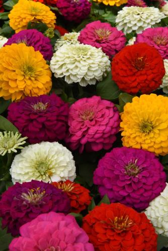 Zinnia, Zesty Mix